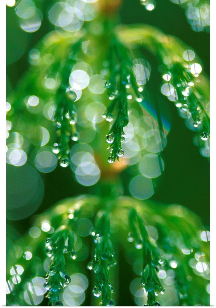 Close up Horsetail With Dew Drops Dawn Southcentral AK/nSummer