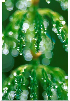 Close up Horsetail With Dew Drops Dawn Southcentral AK/nSummer