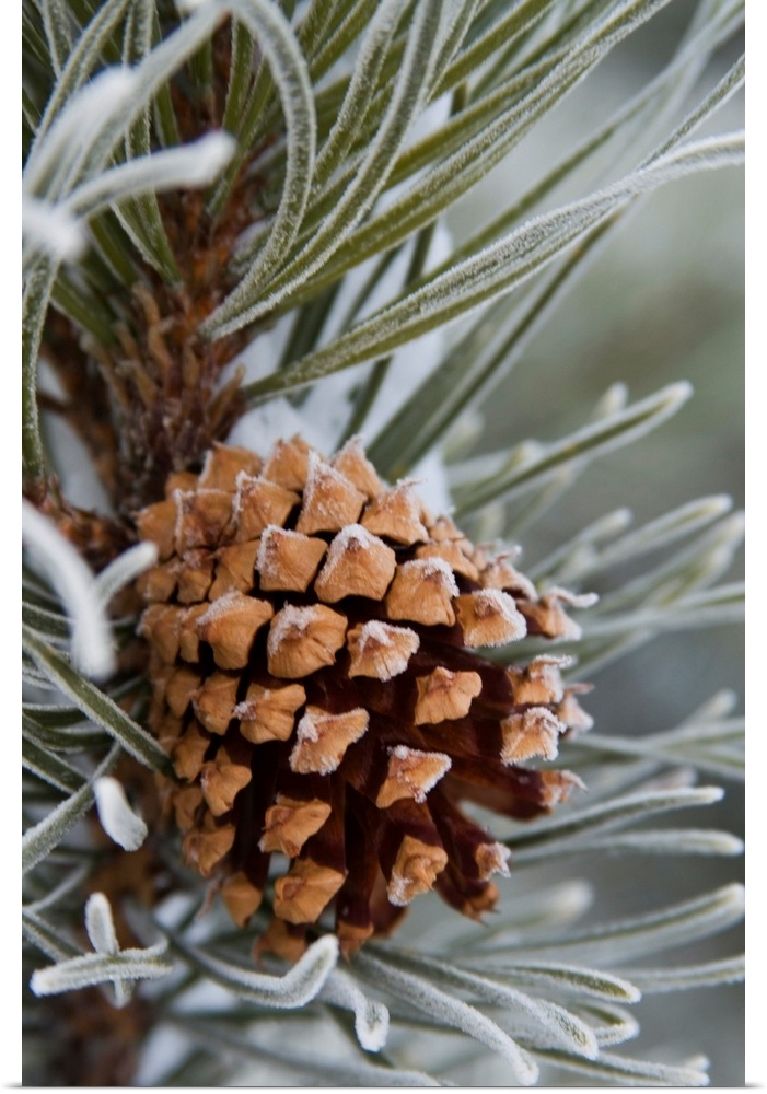 Close-Up Image Of Frost-Covered Pine Cone On Branch In Winter
