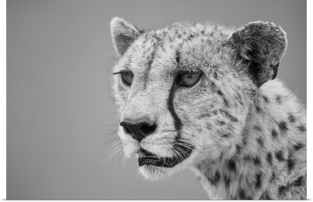 Close-up of a cheetah (acinonyx jubatus), head and shoulders portrait of a female animal looking out into the savanna in t...