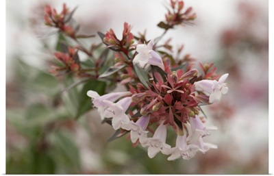 Close Up Of A Cluster Of Abelia Flowers In Fog, Orleans, Cape Cod, Massachusetts