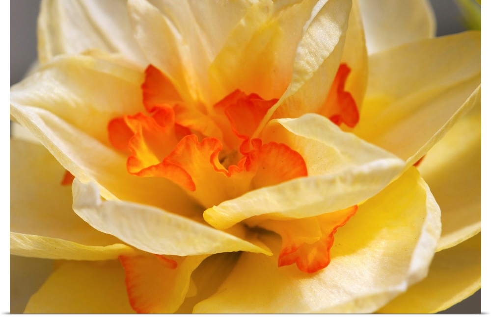 Close up of a daffodil cultivar, Narcissus species, in springtime.