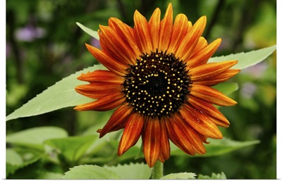 Close Up Of A Deep Orange Sunflower, Lexington, Massachusetts