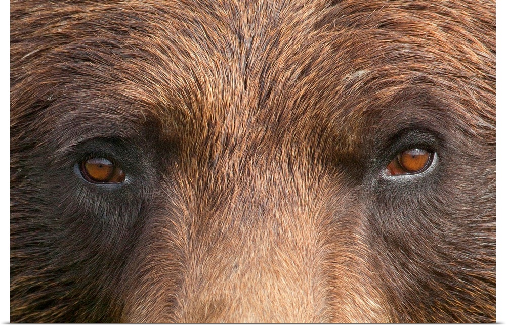 The eyes and bridge of a brown bears nose are photographed very closely for this large piece.