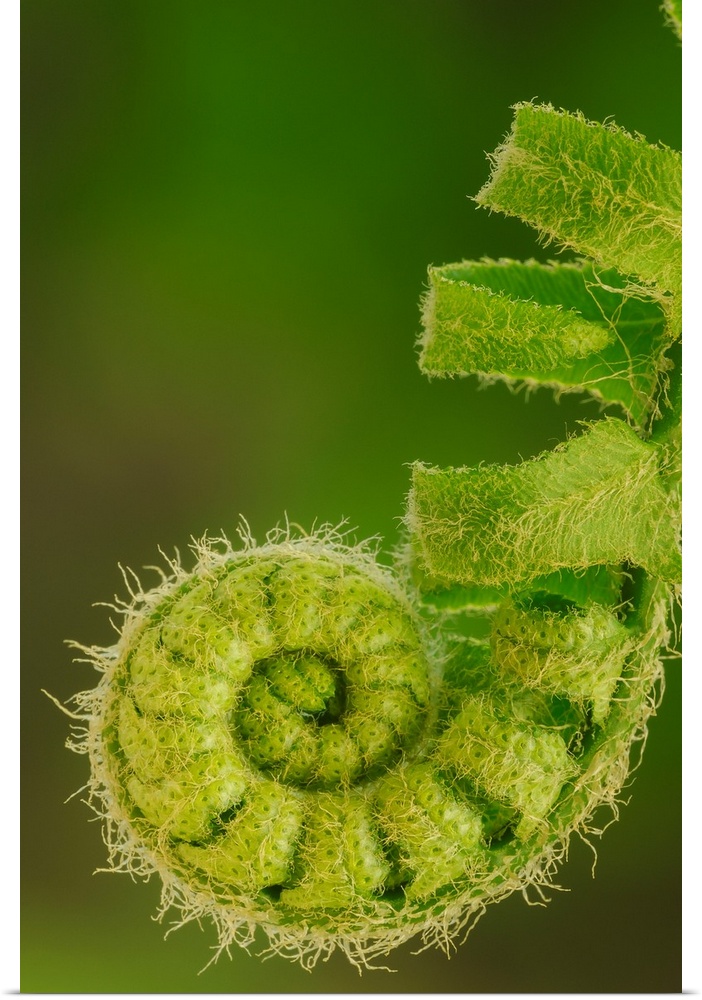 Close up of a fern opening a new leaf in springtime, Ohio