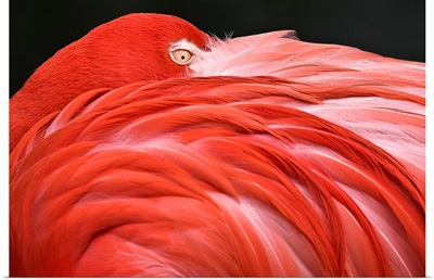 Close Up Of A Flamingo Resting Its Head On Its Back