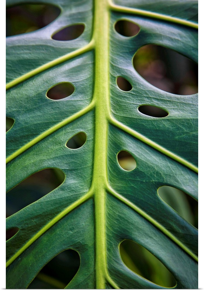 Close up of a green leaf with holes in it; Hawaii, United States of America