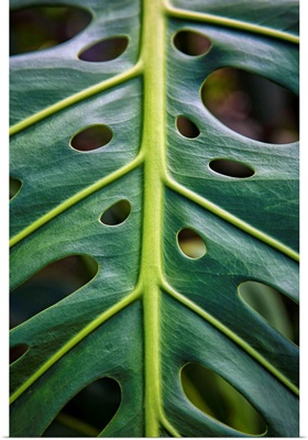 Close up of a green leaf with holes in it; Hawaii