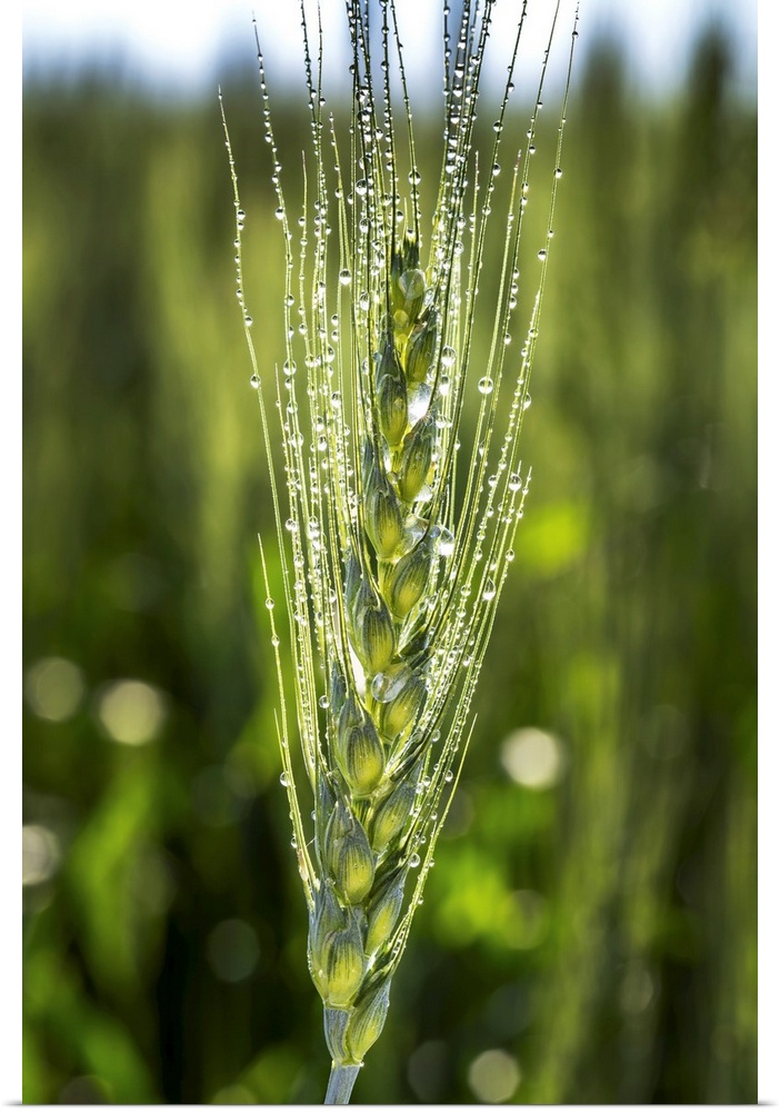 Close up of a wheat head with dew drops