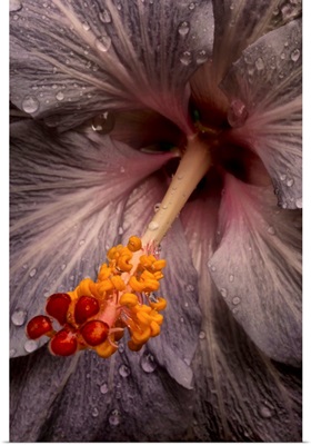 Close up of a Hibiscus flower with water droplets; Hawaii