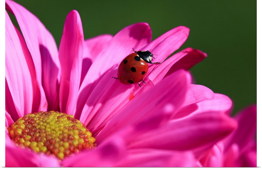 Close-up of a ladybug crawling on a petal of a pink blossom, Oregon, united states of America.