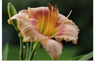 Close Up Of A Large Day Lily, Lexington, Massachusetts