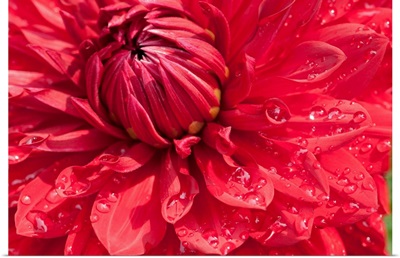 Close up of a large red dahlia flower with water drops.; Brewster, Cape Cod, Massachusetts.
