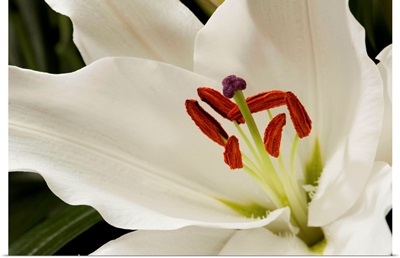 Close up of a large white lily.; Longwood Gardens, Pennsylvania.