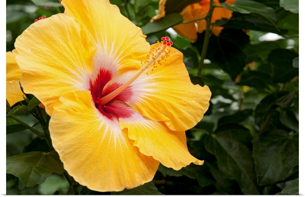 Close up of a large yellow and red hibiscus flower.