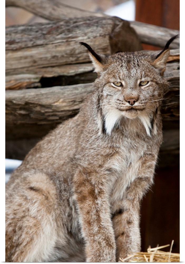 A captive Lynx looks at camera.  Portrait shot.  Southcentral Alaska at AWCC.  Late summer.