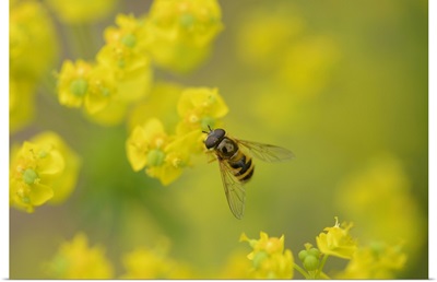 Close-Up Of A Marmalade Hoverfly On A Cypress Spurge Blossom In Spring, Styria, Austria