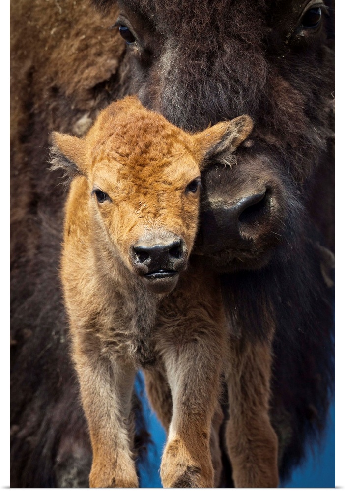 A few-day-old Wood bison calf looks at camera while its protective mother snuggles against it. Captive. AWCC. Southcentral...