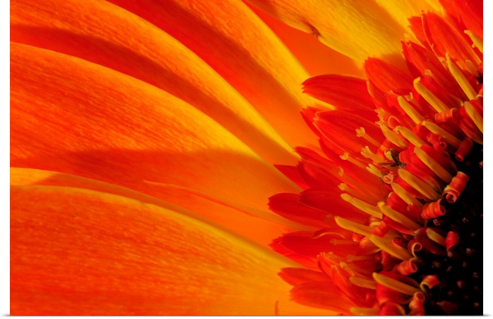 Close up of a orange gerbera daisy, Gerbera species.