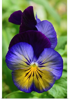 Close Up Of A Pair Of Pansy Flowers, Wellesley, Massachusetts