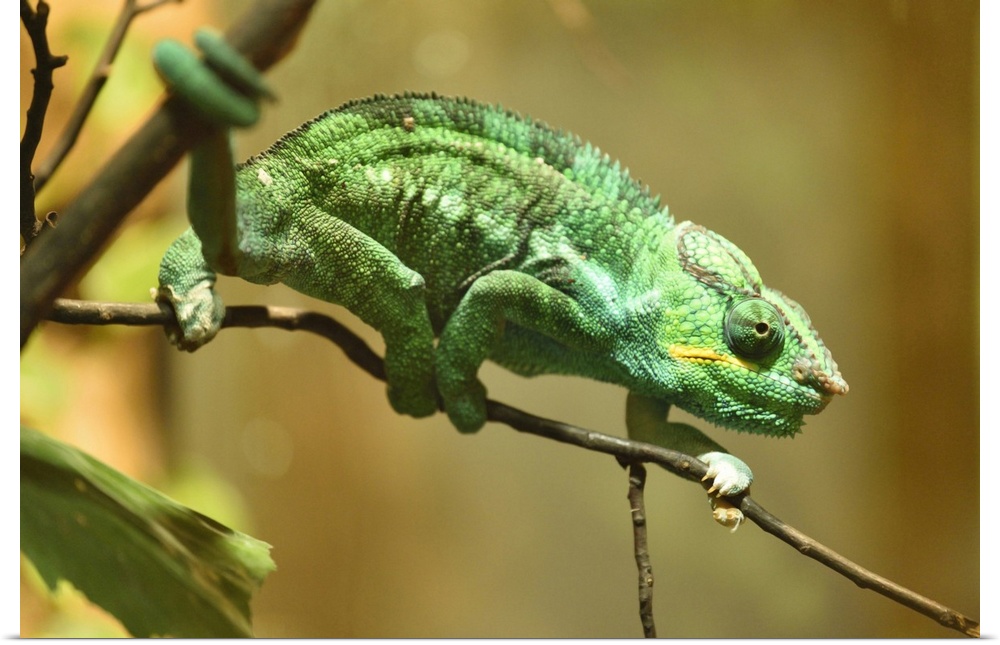 Close-up of a panther chameleon (Furcifer pardalis) in a terrarium, Bavaria, Germany