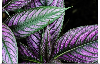 Close up of a Persian shield plant, Strobilanthes dyerianus.; Boylston, Massachusetts.