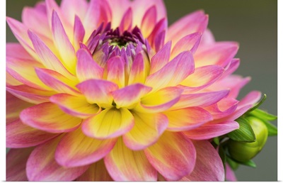 Close up of a pink and yellow dahlia