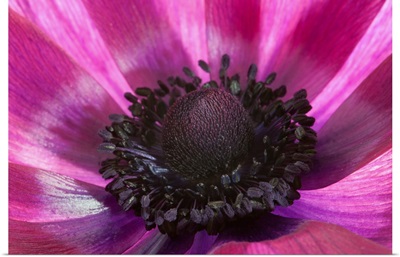Close Up Of A Pink Anemone Flower, Arlington, Massachusetts