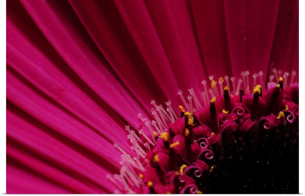 Close up of a pink gerbera daisy, Gerbera species. Arlington, Massachusetts.