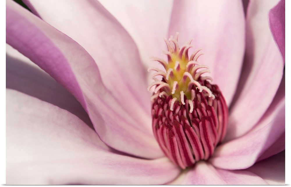 Close up of a pink tulip magnolia flower, Magnolia liliflora. Cambridge, Massachusetts.