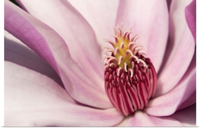 Close Up Of A Pink Tulip Magnolia Flower, Cambridge, Massachusetts