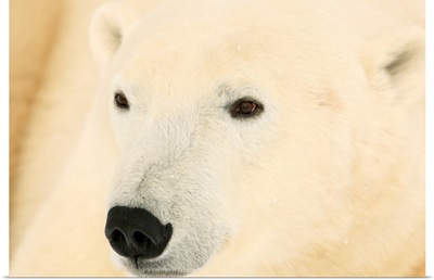 Close Up Of A Polar Bear, Churchill, Manitoba, Canada