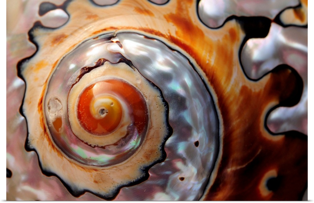 Close up of a polished moon snail shell.
