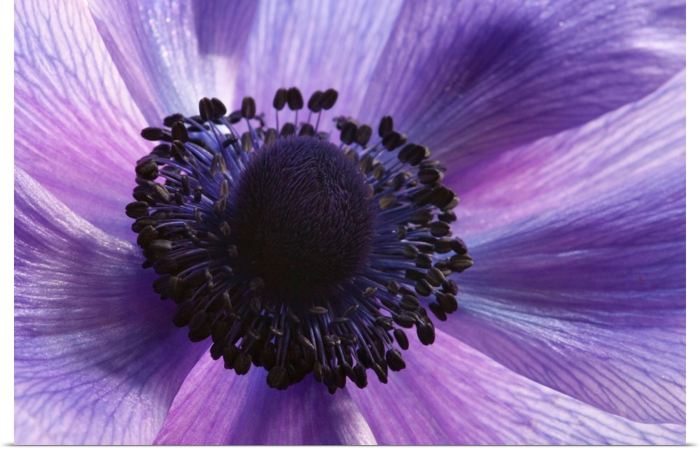 Close up of a purple anemone flower, Anemone coronari. Arlington, Massachusetts.