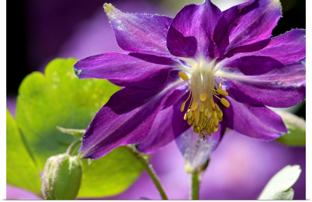 Close up of a purple columbine flower, Aquilegia species.