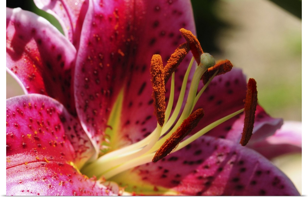 Close up of a stargazer lily, Lilium stargazer. Lexington, Massachusetts.