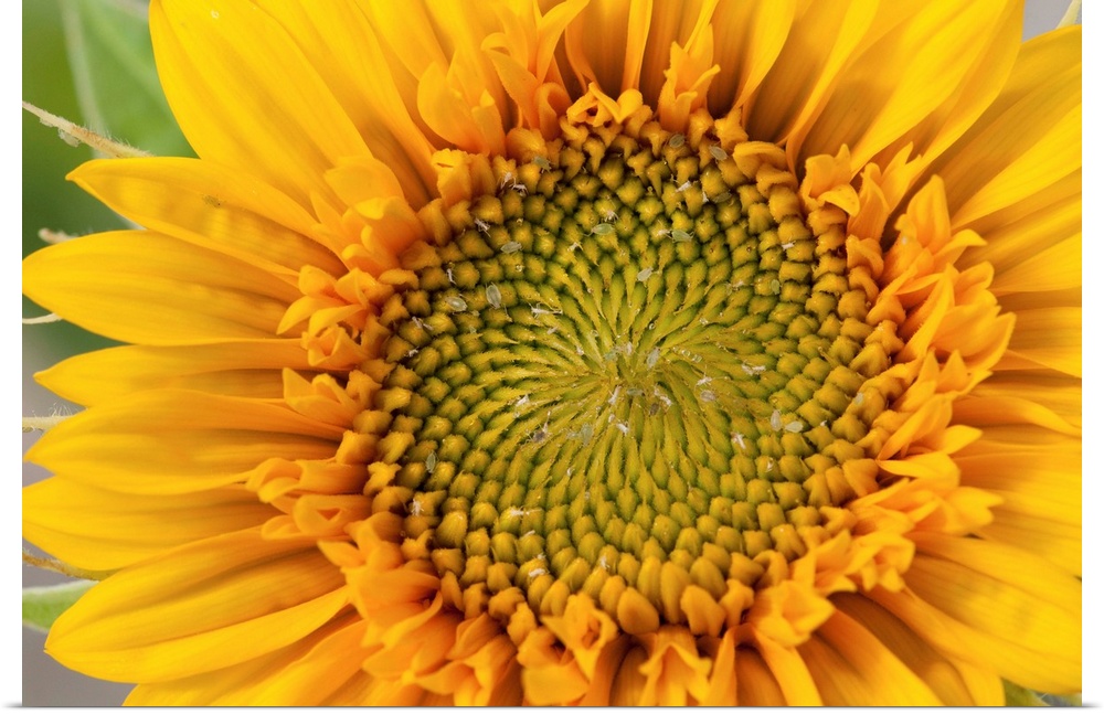 Closeup of a sunflower, Helianthus species.