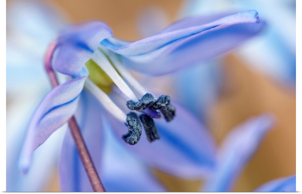 Close up of a tiny blue scilla flower in the early spring. Cambridge, Massachusetts.