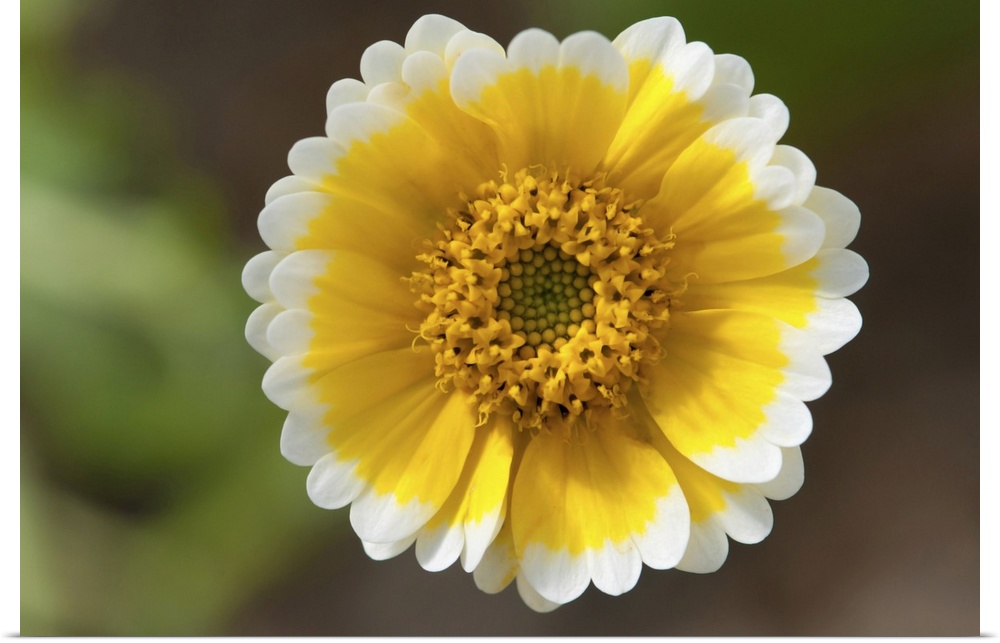 Close up of a tiny desert wildflower. Wellesley, Massachusetts.