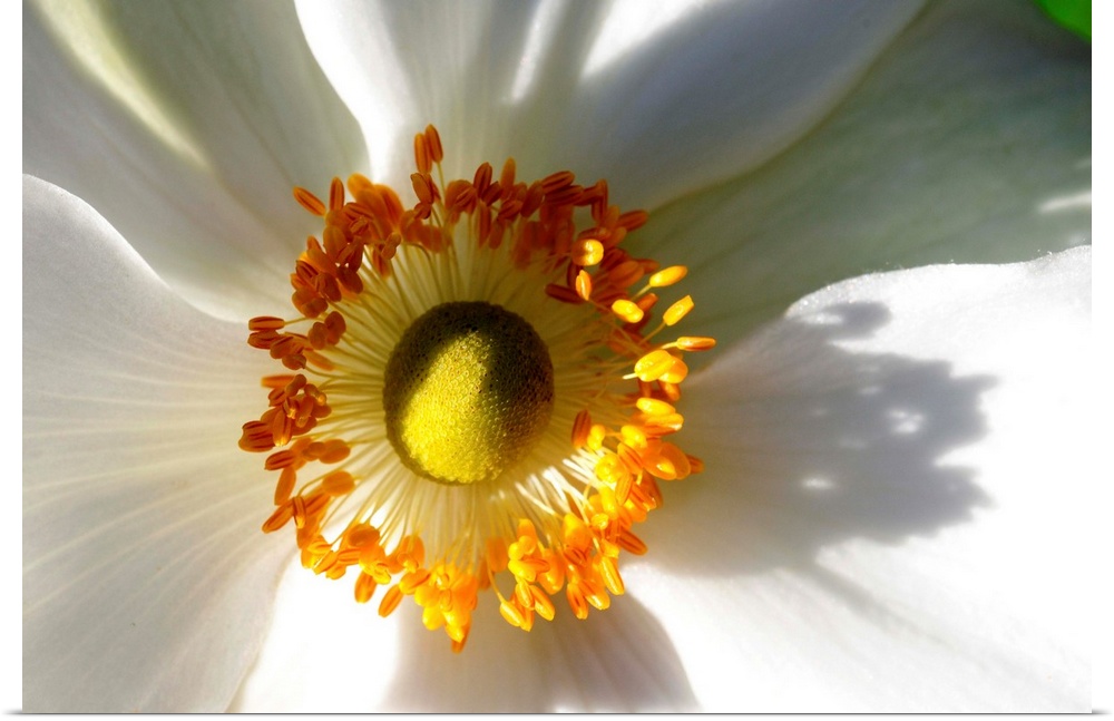 Close up of a white anemone flower.