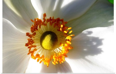Close up of a white anemone flower.; Beverly, Massachusetts.