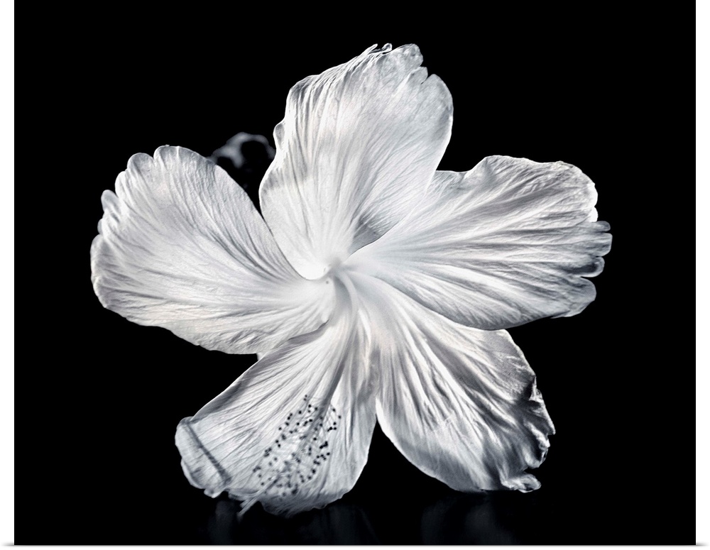 Close-Up Of A White Hibiscus