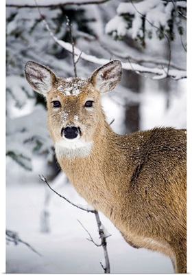 Close Up Of A Young Deer In A Snow Covered Forest, Alberta, Canada
