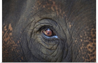 Close-up Of An Elephant's Eye