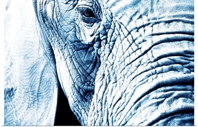 Close Up Of An Elephant's Face
