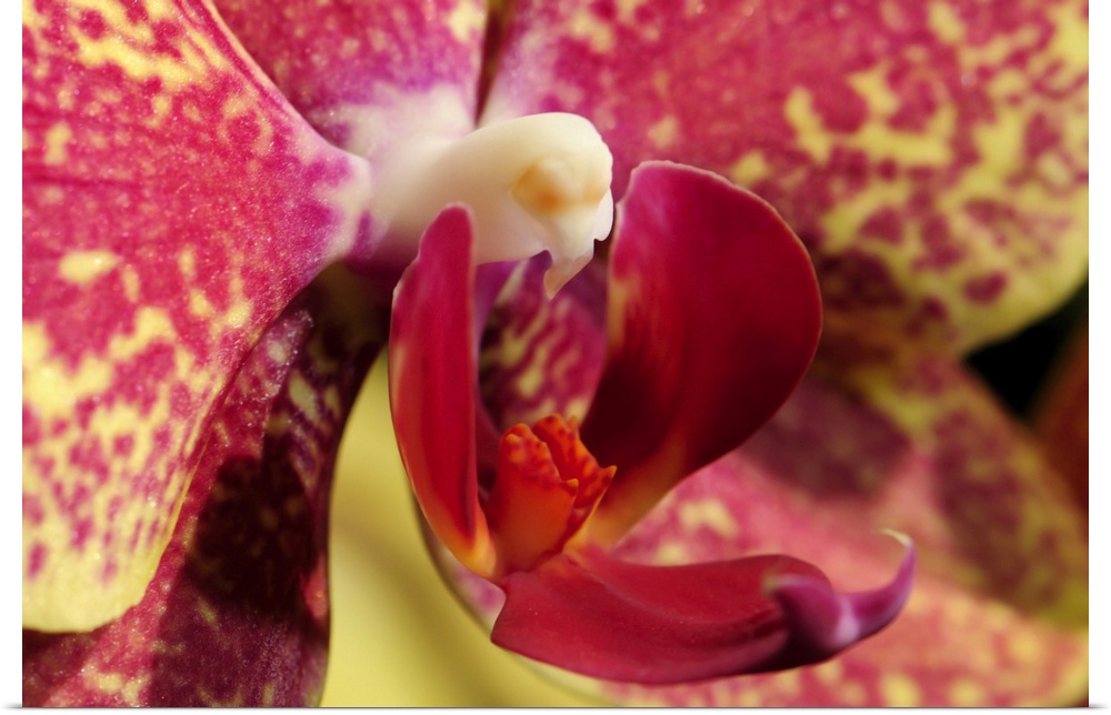 Close up of an orchid flower, Phalaenopsis species. Lexington, Massachusetts.