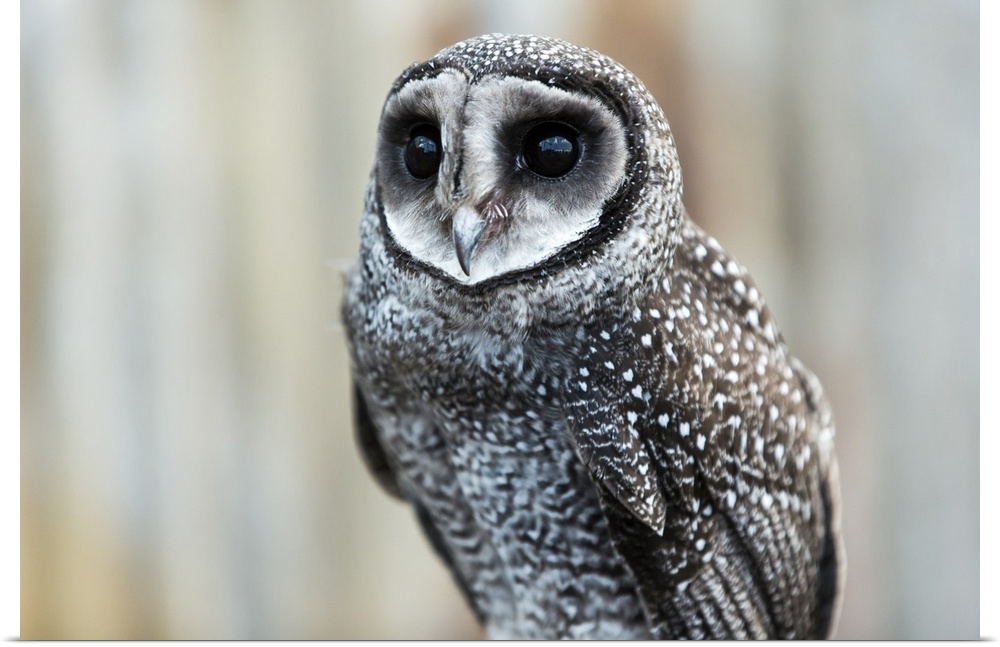 Close-up of an owl; Whiteman, Western Australia, Australia