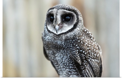 Close-Up Of An Owl, Whiteman, Western Australia, Australia