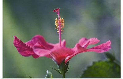 Close-Up Of Beautiful Bright Pink Hibiscus