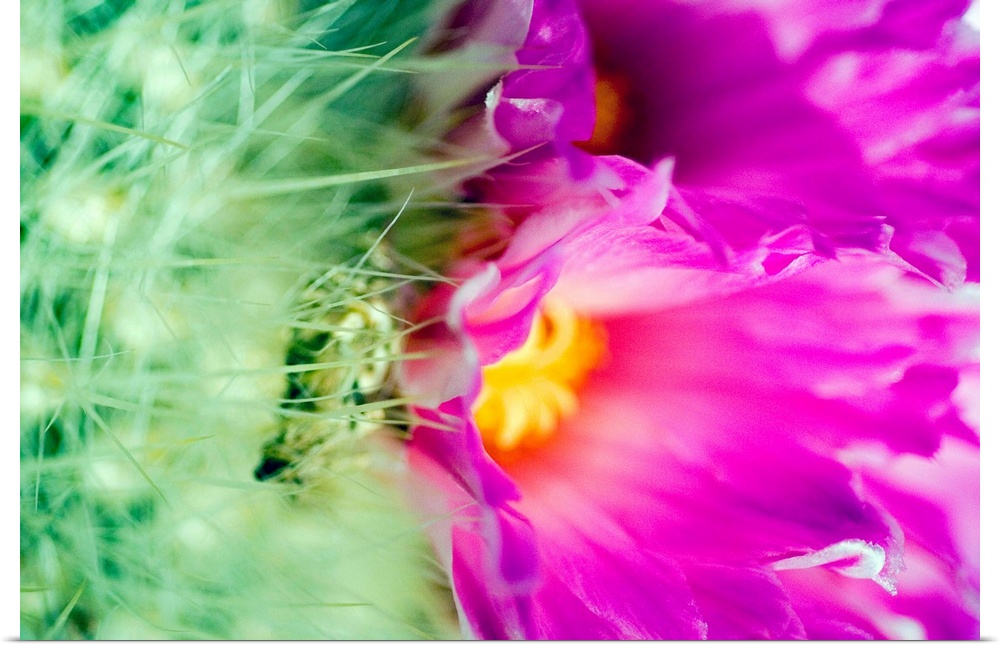 Close-Up Of Blooming Purple Barrel Cactus